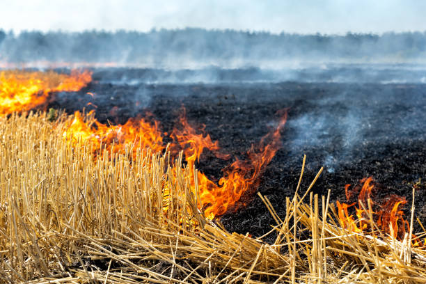 Wildfire on wheat field stubble after harvesting near forest. Burning dry grass meadow due arid climate change hot weather and evironmental pollution. Soil enrichment with natural ash fertilizer Wildfire on wheat field stubble after harvesting near forest. Burning dry grass meadow due arid climate change hot weather and evironmental pollution. Soil enrichment with natural ash fertilizer. field stubble stock pictures, royalty-free photos & images