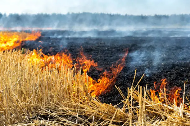 Wildfire on wheat field stubble after harvesting near forest. Burning dry grass meadow due arid climate change hot weather and evironmental pollution. Soil enrichment with natural ash fertilizer.