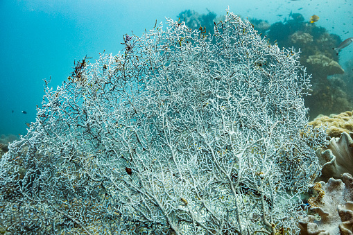 Soft coral reef system in the pacific ocean
