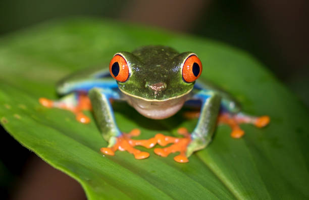 istock Red-eyed Tree Frog is looking at you 1298838739