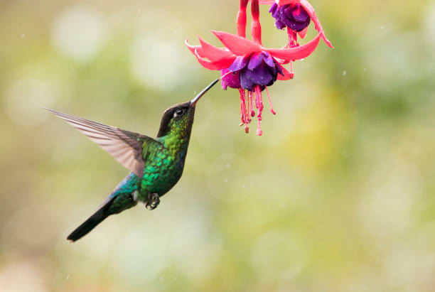 Fiery throated hummingbird flying with Fuchsia flower Fiery throated hummingbird sucking nectar out of the fuchsia flowers in Costa Rica hummingbird stock pictures, royalty-free photos & images