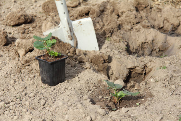 istock planting seedlings in the garden 1298839691