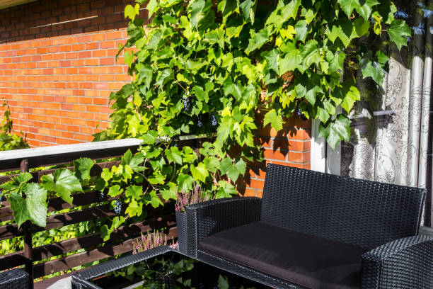Lush grape tree with grapes berries hanging on vine on home balcony area on sunny summer day. Lush grape tree with grapes berries hanging on vine on home balcony area on sunny summer day. vines in balcony stock pictures, royalty-free photos & images