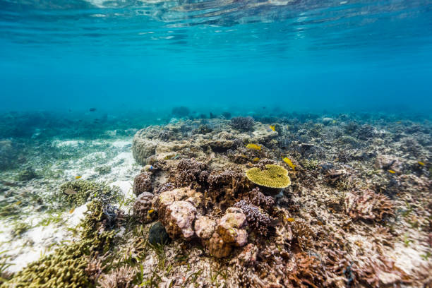 istock Coral covered sea floor in bright blue pacific ocean 1298842002