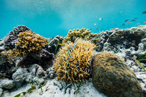 Divers swimming on the seabed of Shimojima Island, Miyakojima City, and ships and the sun anchored on the surface of the sea