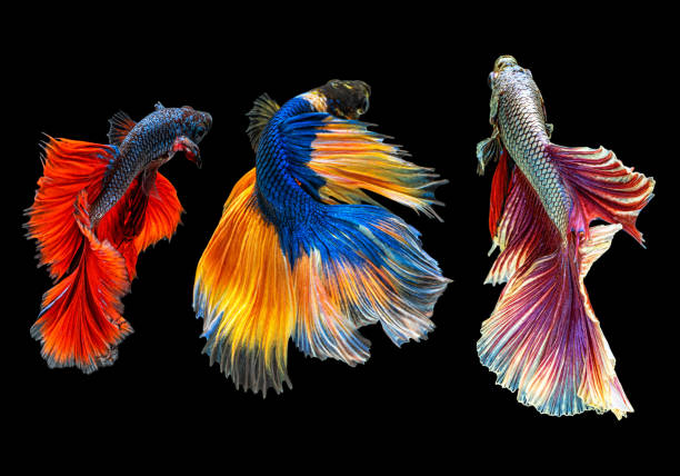 moving beautiful of multicolor siamese betta fish or half moon betta splendens fighting fish in thailand on black color background. underwater animal or pet, couple or lover concept - siamese fighting fish fish tank tropical climate fish imagens e fotografias de stock