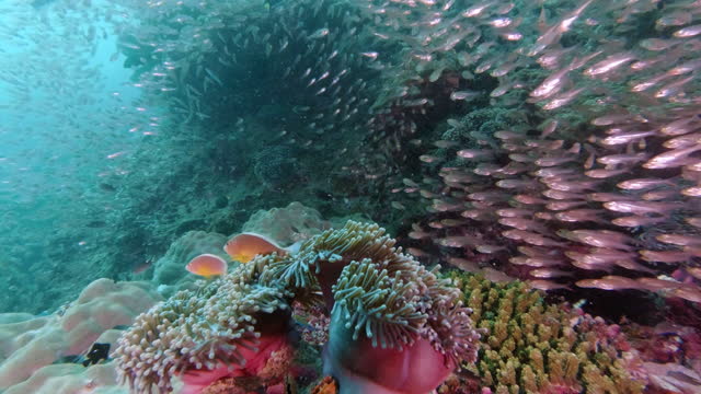 Life on the coral reef in good condition 4k