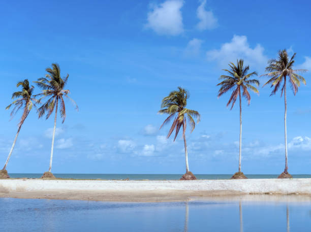 istock Minimal tropical coconut palm tree in summer with sky background. Copyspace you can put text on. Vintage film color tone style. 1298843141