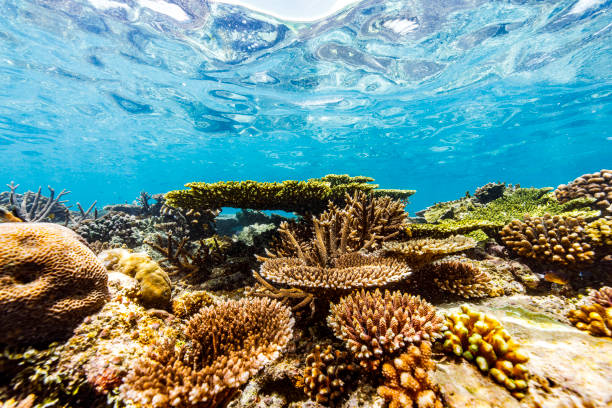 Diverse soft and hard coral reef ecosystem in tropical blue pacific ocean