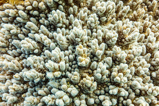 Soft coral textures full frame in the Pacific Ocean