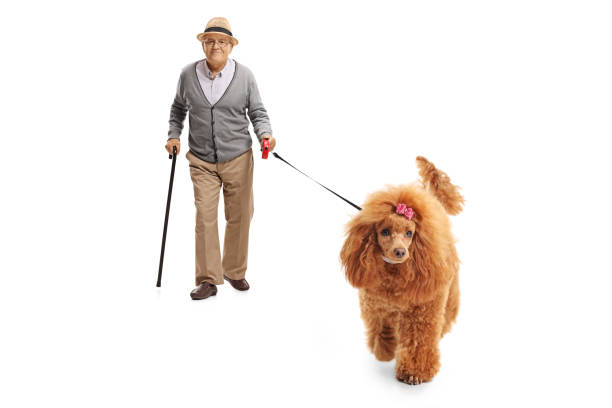 istock Elderly gentleman walking a groomed poodle dog 1298845428