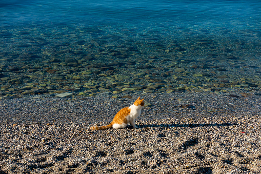 Cat on the beach in Bodrum