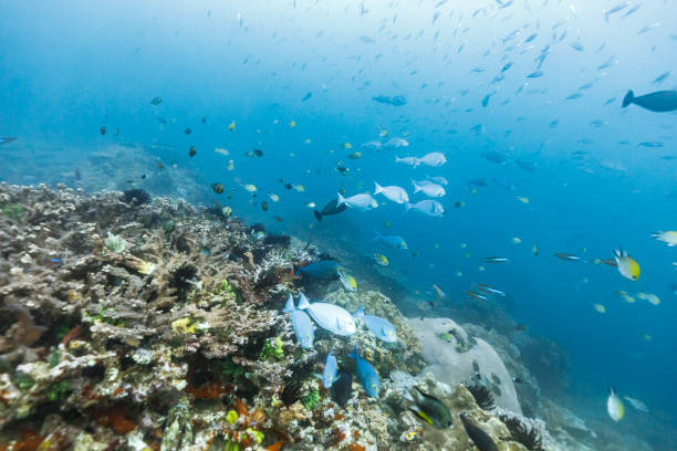 Coral covered sea floor in bright blue pacific ocean with little tropical fish