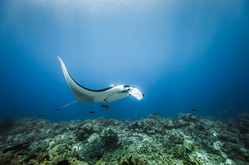 Manta ray swimming across a coral reef atoll with deep blue background