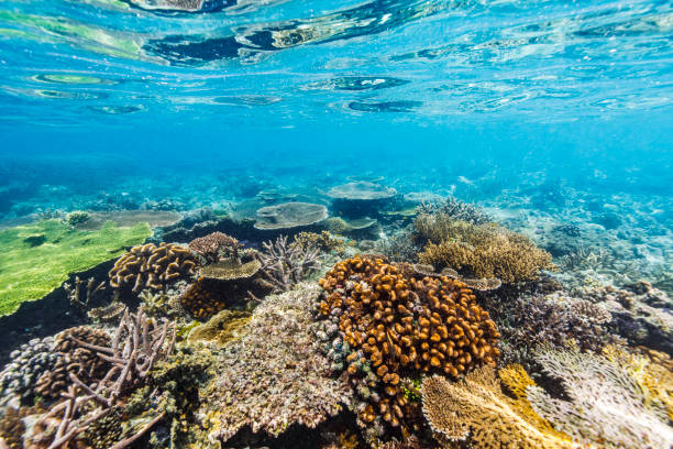 istock Diverse soft and hard coral reef ecosystem in tropical blue pacific ocean 1298847843