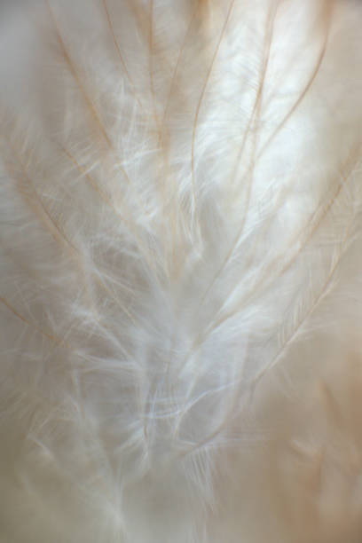 istock Bird fluff close up. Feather texture. Macro photography view. 1298848022