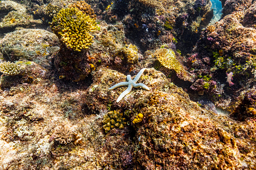 Starfish on soft and hard coral reef system in the tropical ocean