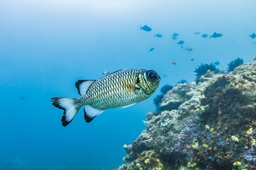 A closeup shot of a Red Discus fish under water with green background