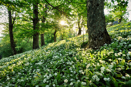 Spring Forrest. Fresh Green Woods in the Forest. Blooming wild garlic.