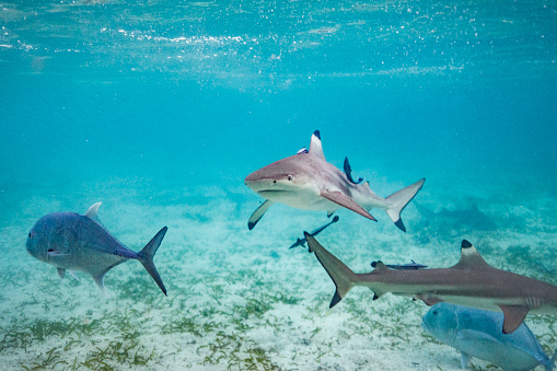 Black tip reef shark swimming over coral in clear blue ocean water
