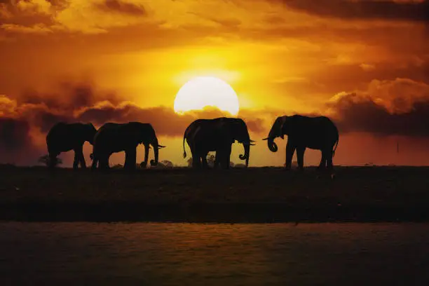 Photo of Evening silhouette over sunset of African Elephant, Botswana. Africa safari wildlife