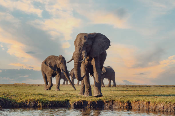 elefante africano nel parco nazionale di chobe - repubblica del botswana foto e immagini stock