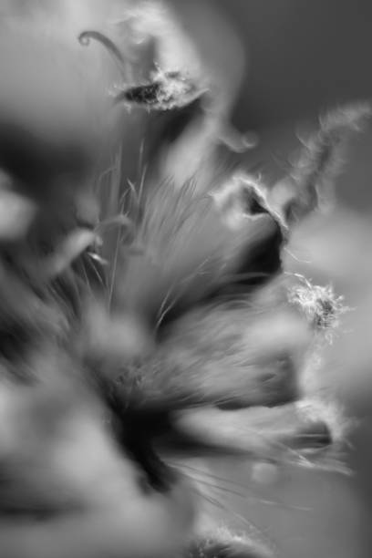 istock Abstract photo, detailed with gerbera flower close-up method. 1298849609