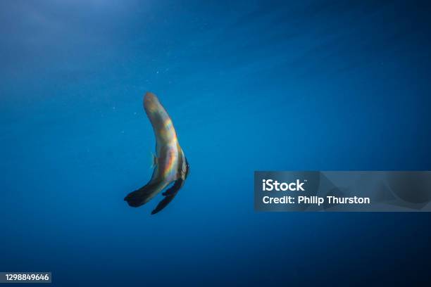 Tropical Batfish Swimming Through The Open Ocean Stock Photo - Download Image Now - Fish, Tropical Climate, Adventure