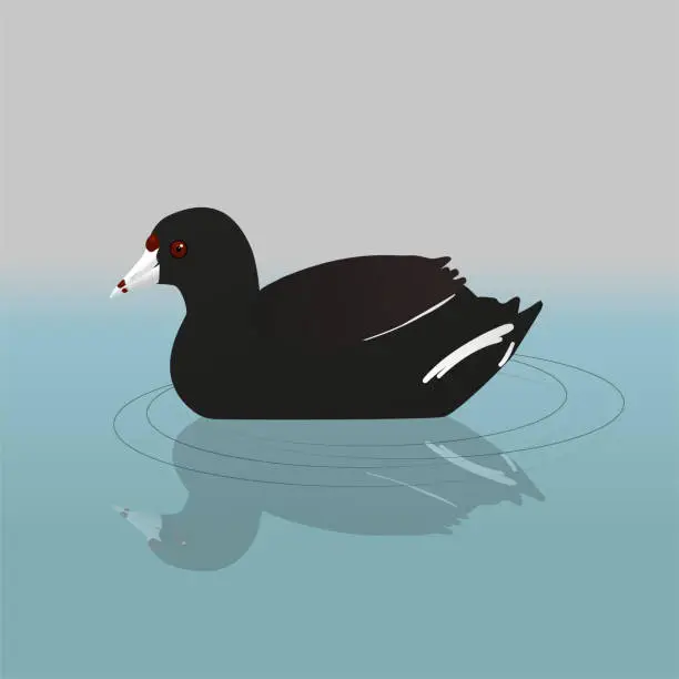 Vector illustration of An American coot or mud hen