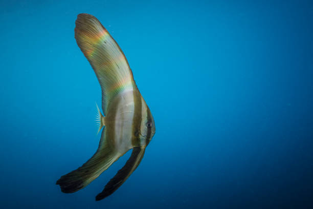 Orbicular Batfish, platax orbicularis, at the Aquarium of Livorno, Tuscany, Italy