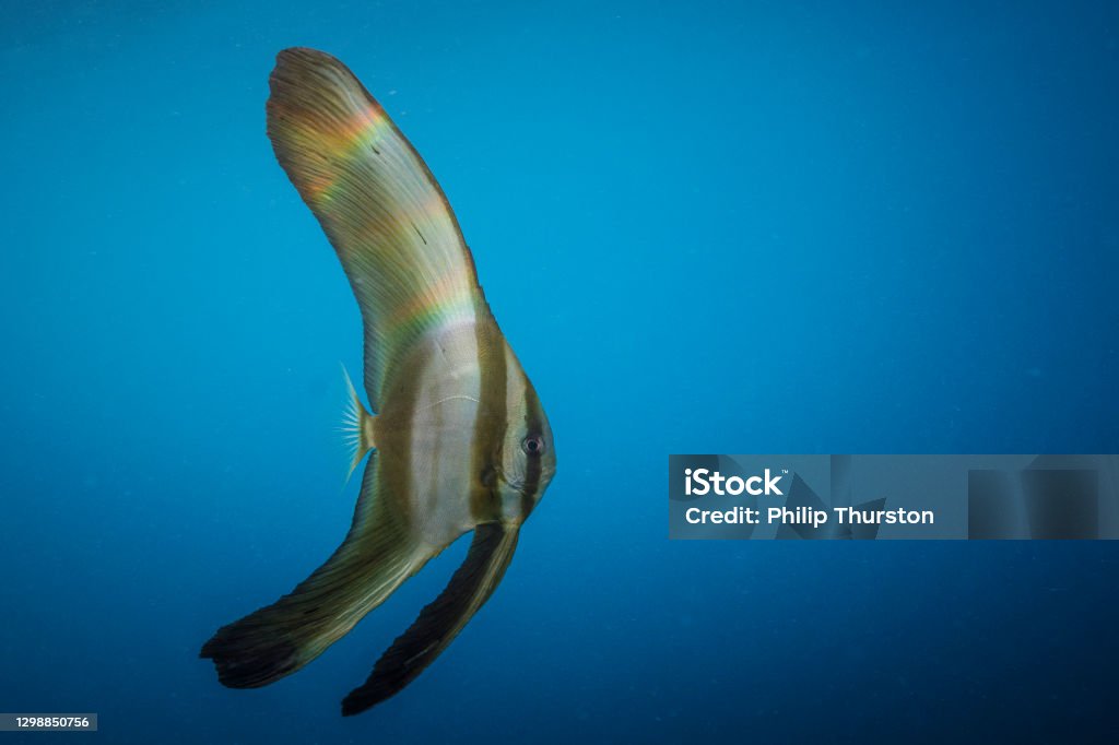 Tropical batfish swimming through the open ocean Batfish - Platax Stock Photo