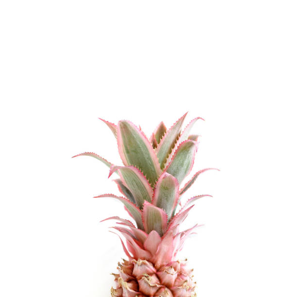 istock Pink pineapple with copy space on a white background. Trendy summertime concept. 1298850801