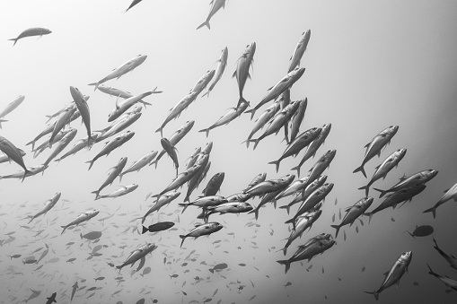 School of large fish swimming through the open ocean