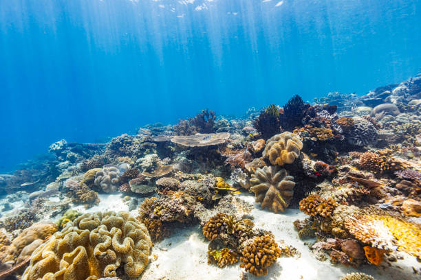 istock Diverse soft and hard coral reef ecosystem in tropical blue pacific ocean 1298852346