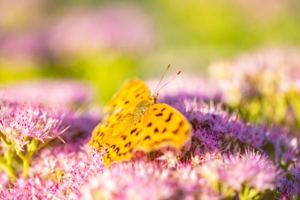 Polygonia c-aureum , Linnaeus, A butterfly is gathering honey