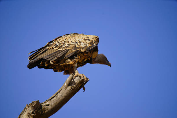 Close-up of a vulture in zoo, green background