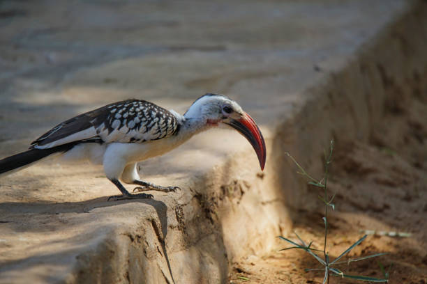 A Red-billed hornbill stands on the platform. A grass is in front of its beak. Large numbers of animals migrate to the Masai Mara National Wildlife Refuge in Kenya, Africa. 2016.