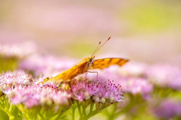 istock A butterfly is gathering honey 1298852491