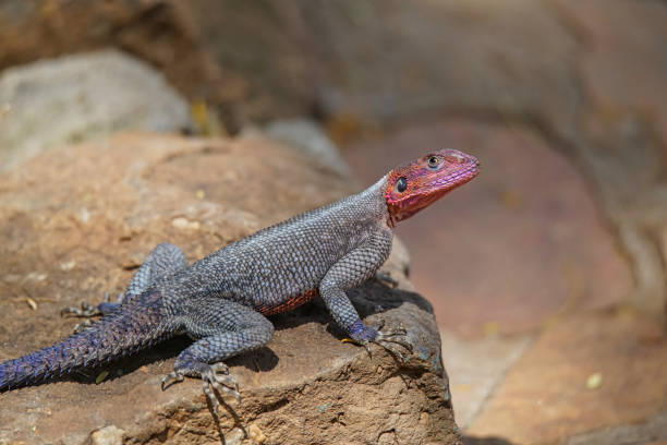istock African Rainbow Lizard (Agama agama) on rocks. Bright orange head and scales. 1298852611