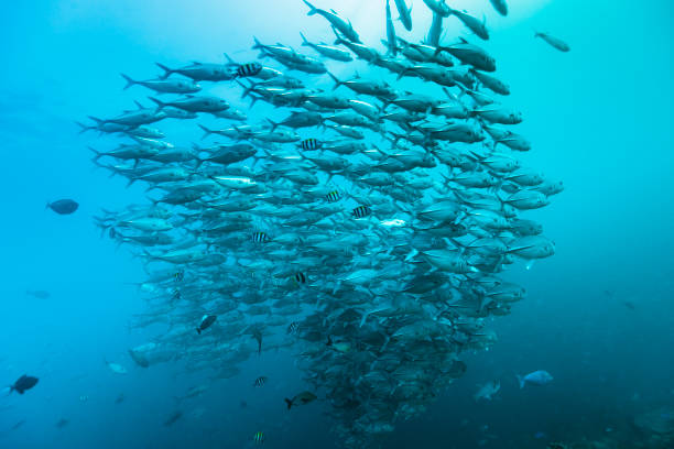 istock School of large fish swimming through the open ocean 1298852720