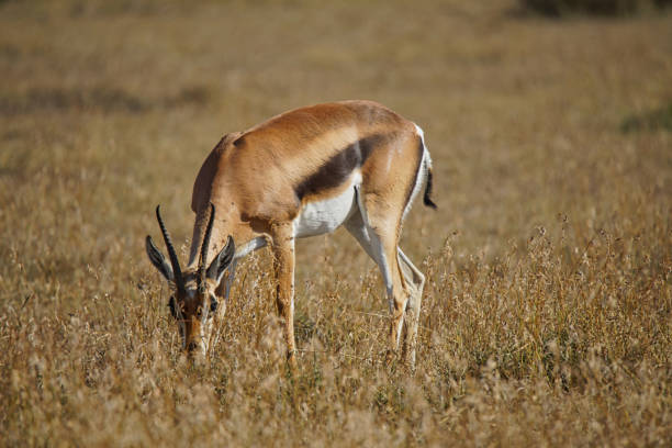 This Grant's gazelle is eating grass while keeping an ear to the ground. Large numbers of animals migrate to the Masai Mara National Wildlife Refuge in Kenya, Africa. 2016.