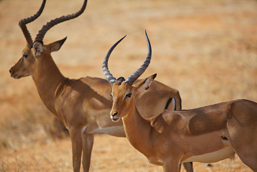 Dos impalas machos africanos de pie sobre la hierba amarilla. Ambos tienen cuernos. photo