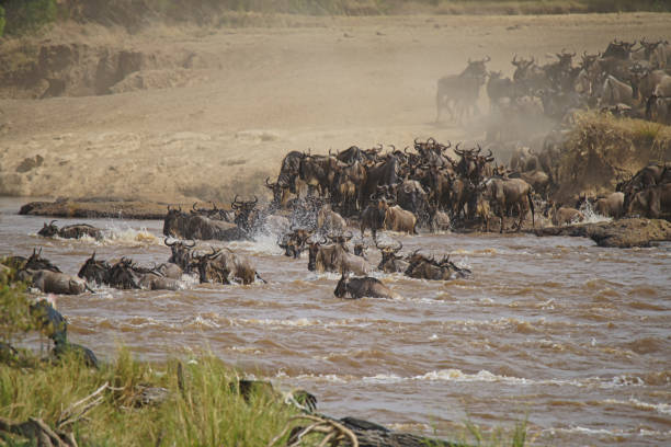 istock Many African Wildebeests (Gnu) migrate. They cross the Mara river. some death. 1298852861