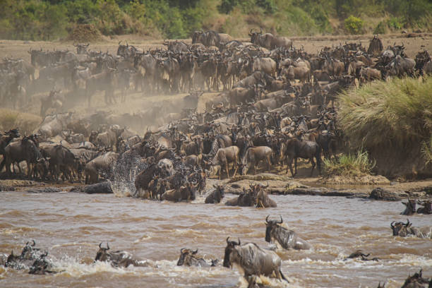 istock Many African Wildebeests (Gnu) migrate. They cross the Mara river. some death. 1298852908