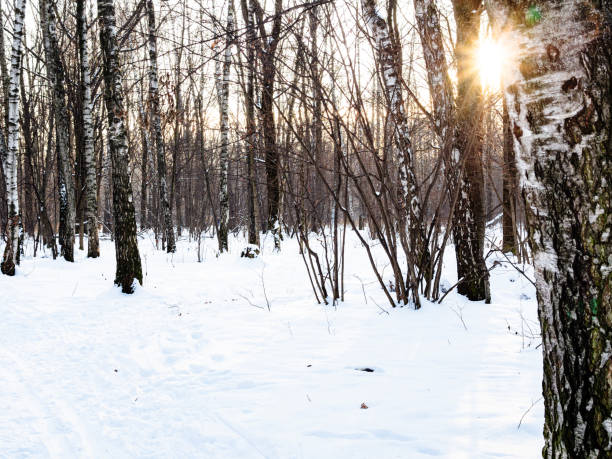 istock low sun illuminates birch trees near snowy path 1298852909