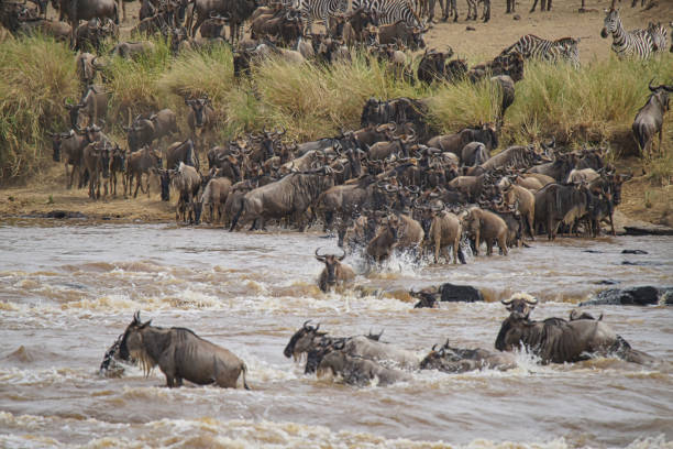 istock Many African Wildebeests (Gnu) migrate. They cross the Mara river. some death. 1298852946