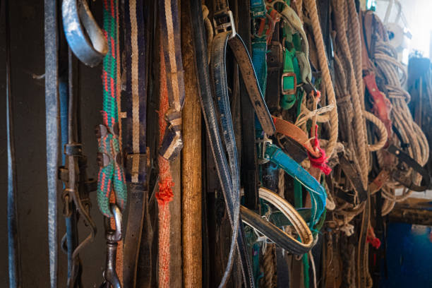 istock Horse reins hanging close up 1298854391