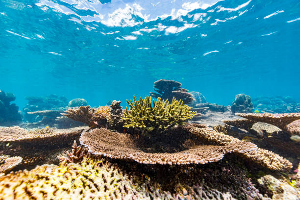 istock Diverse soft and hard coral reef ecosystem in tropical blue pacific ocean 1298854566