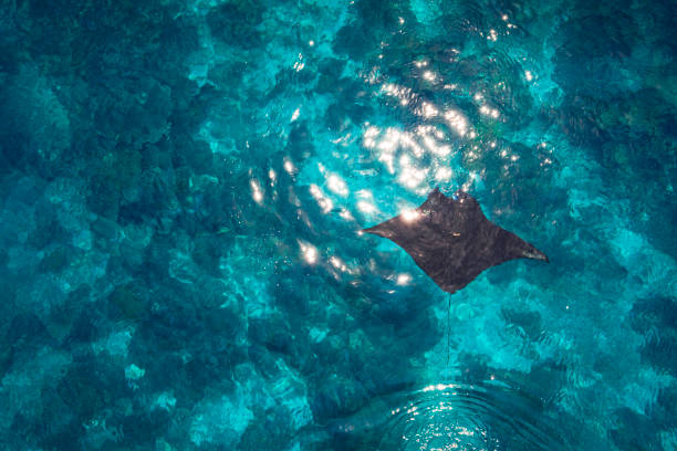Manta ray swimming on surface of Pacific Ocean