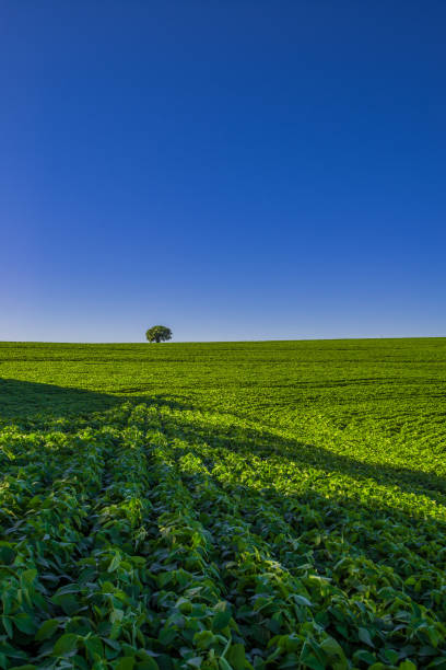 istock soy plantation. agriculture and development 1298855301